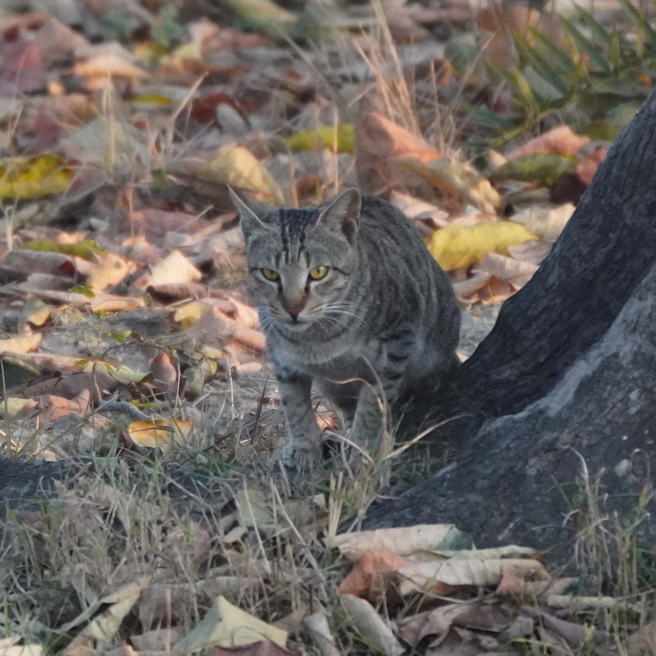 Fauna of Bundelkhand