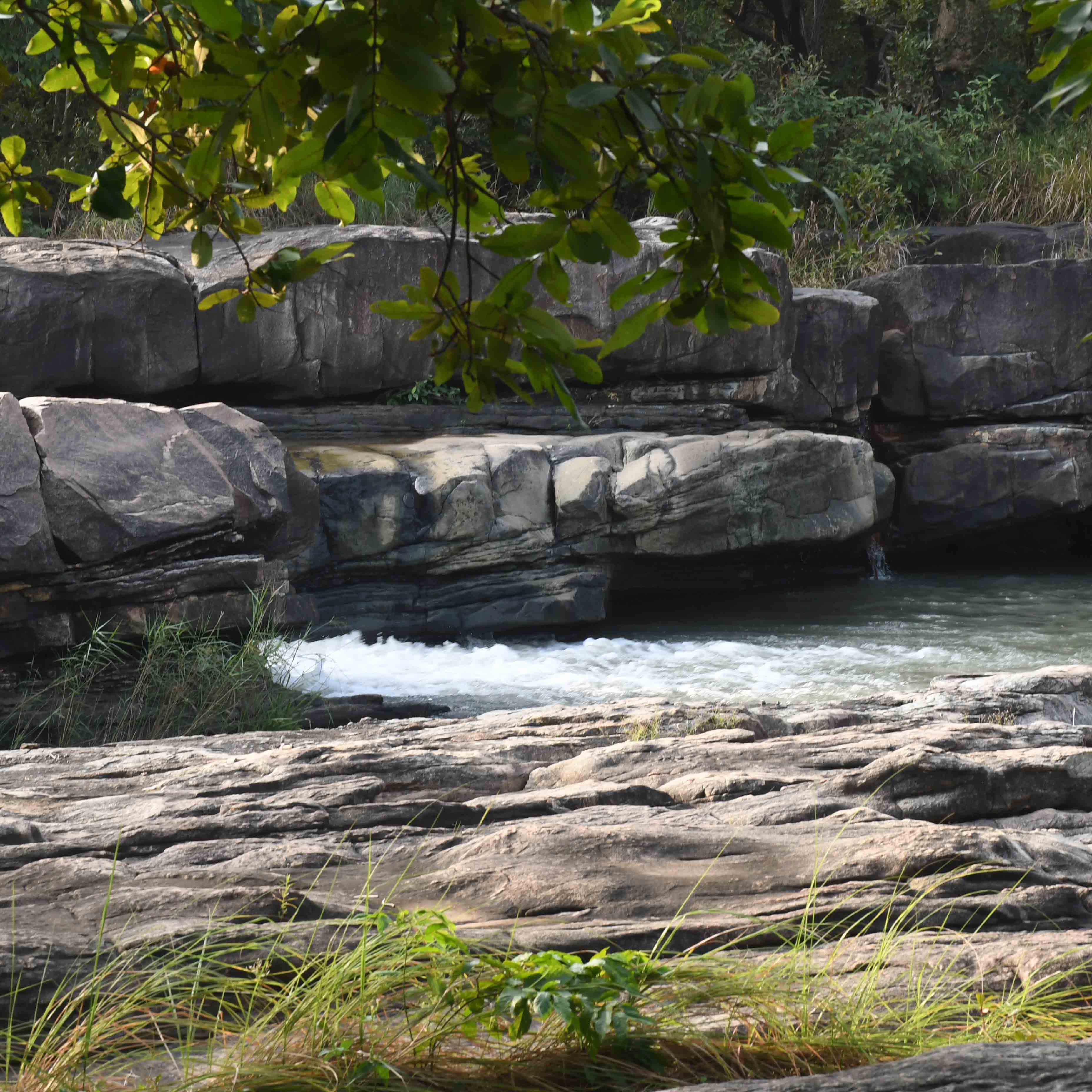 Flora of Bundelkhand