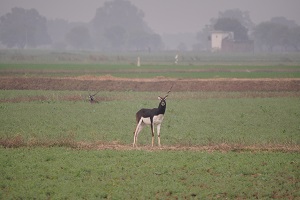 Chinkara