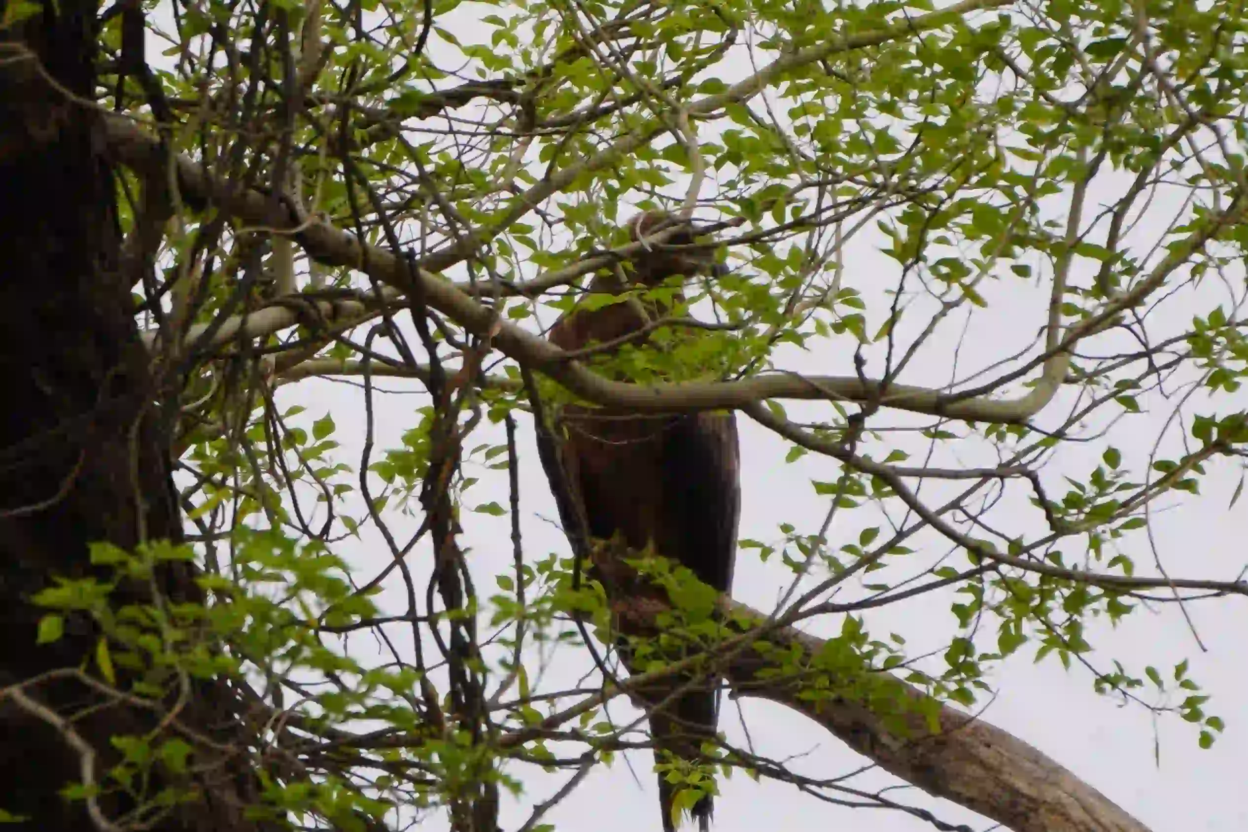 Black Kite (काग़)