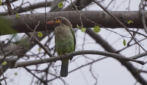 Brown-headed Barbet