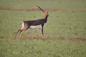 Blackbuck (काला हिरण)