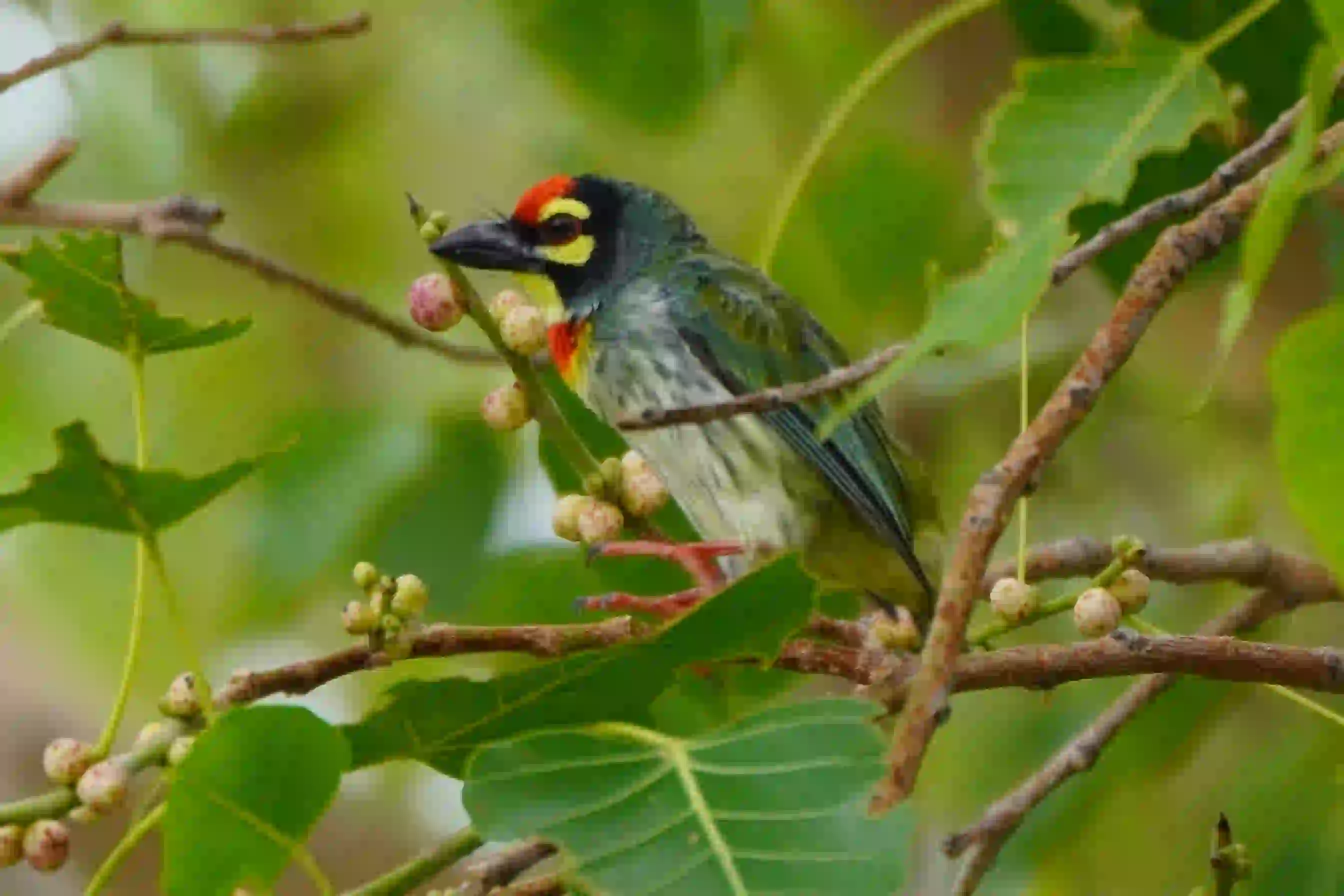 Coppersmith Barbet