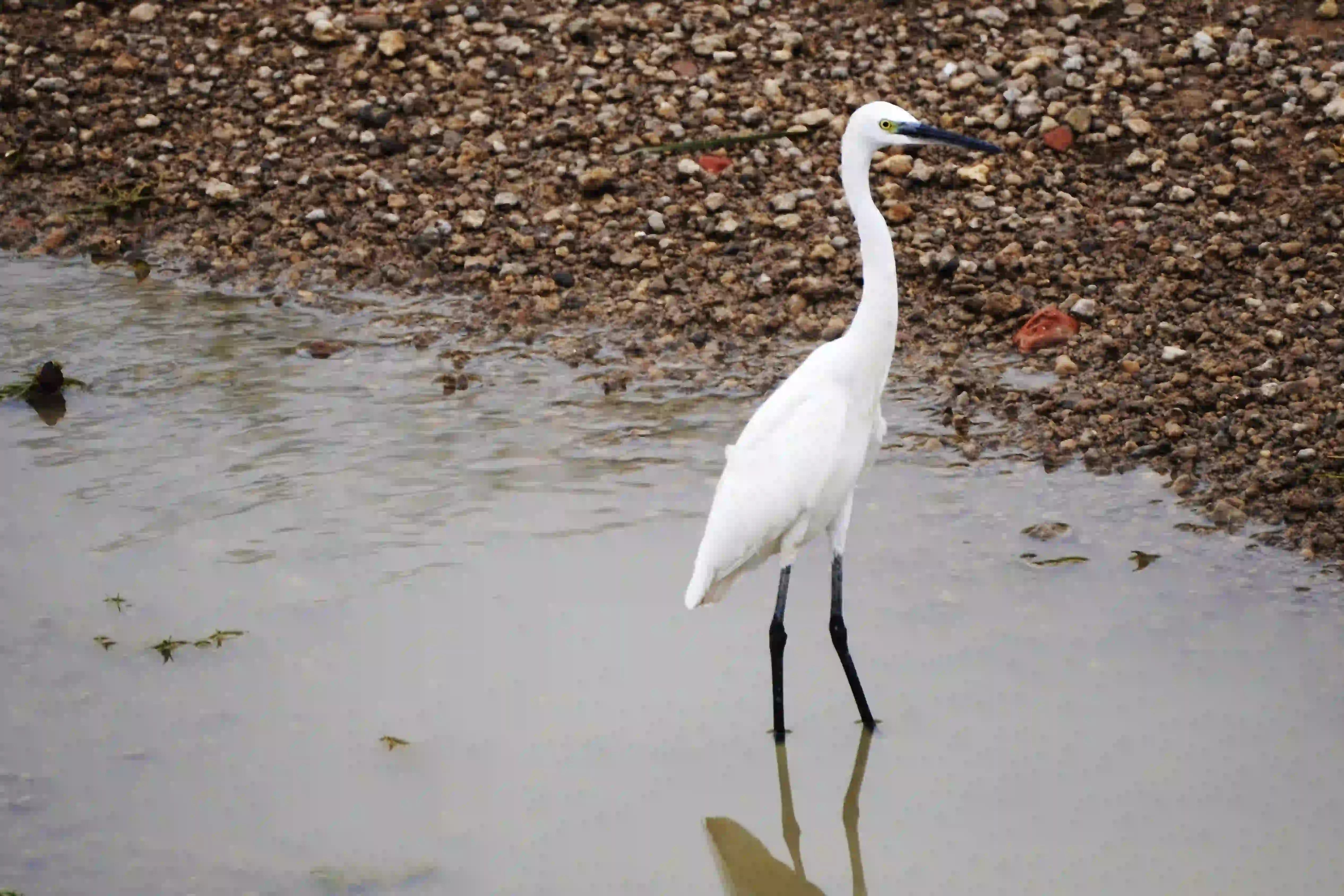 Egret