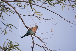 Indian Roller