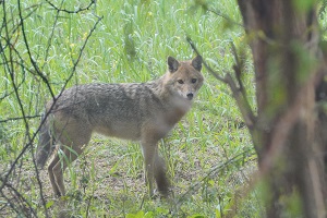 Jackal (सियार)