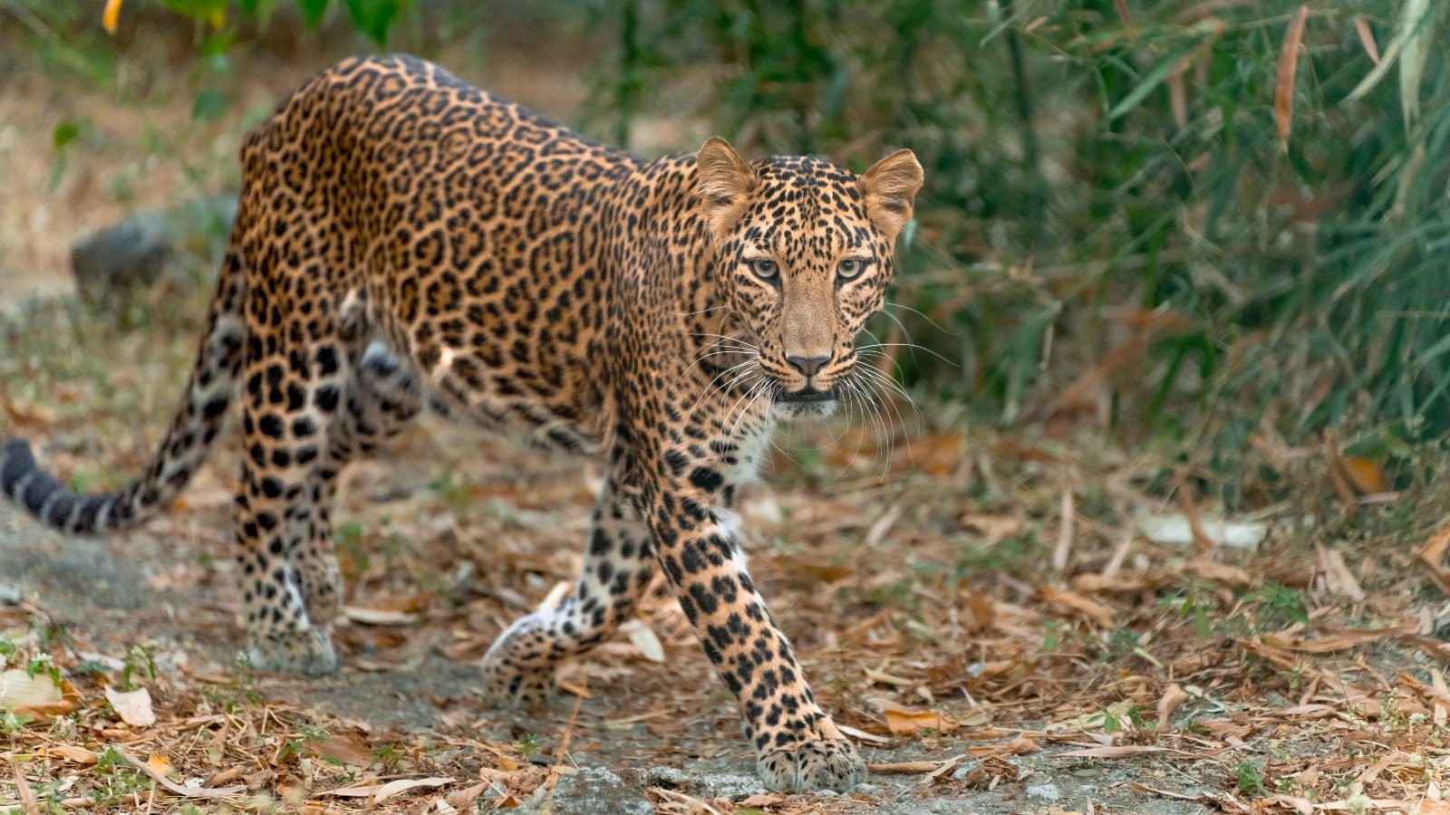 Leopard in forest