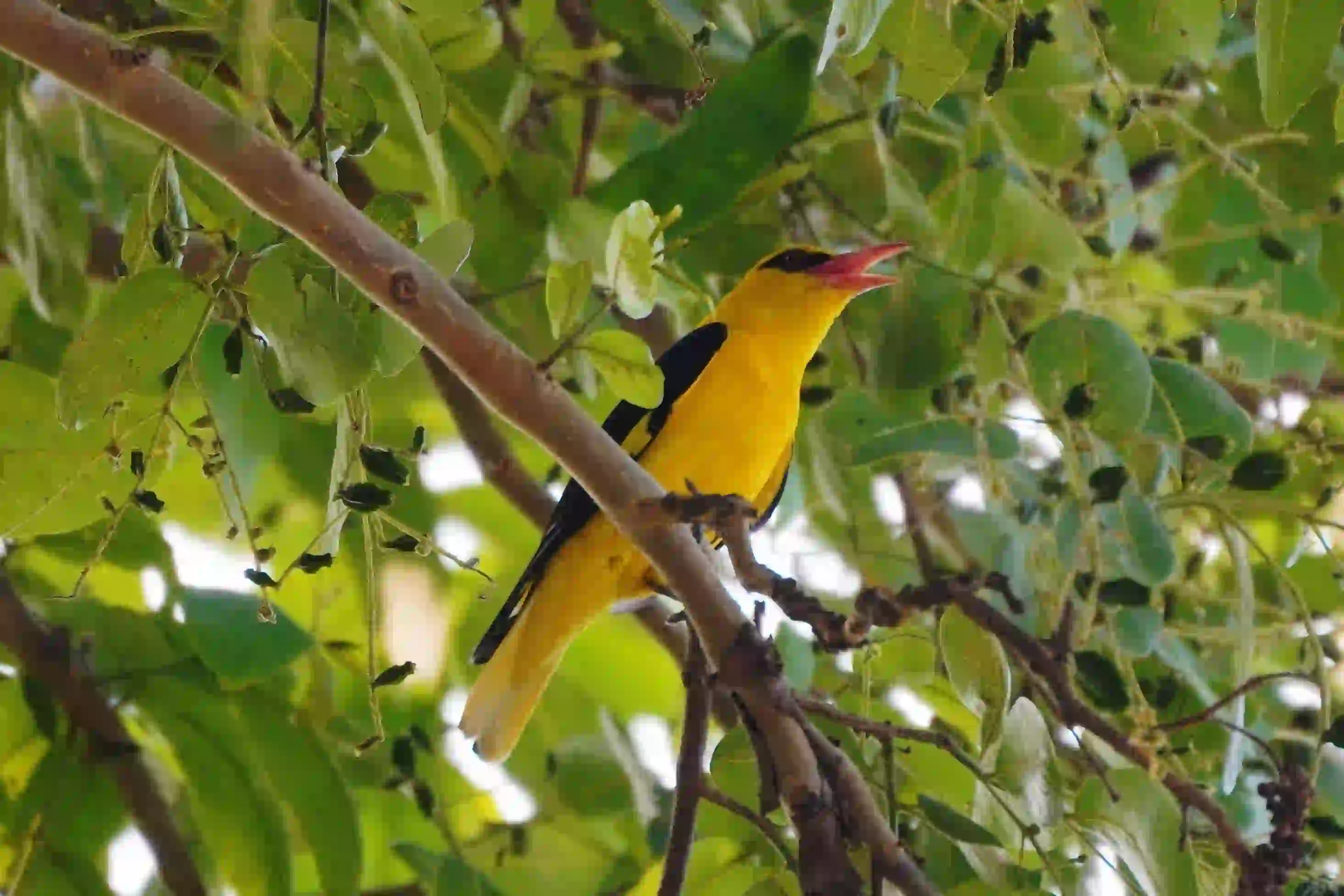 Oriole