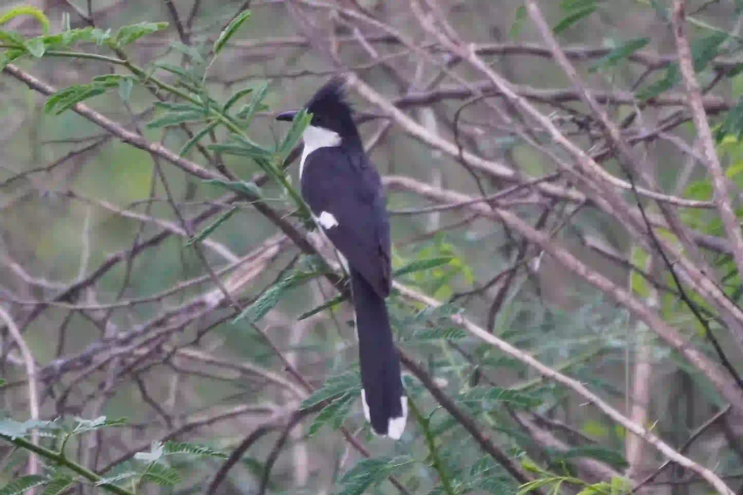 Pied Cuckoo
