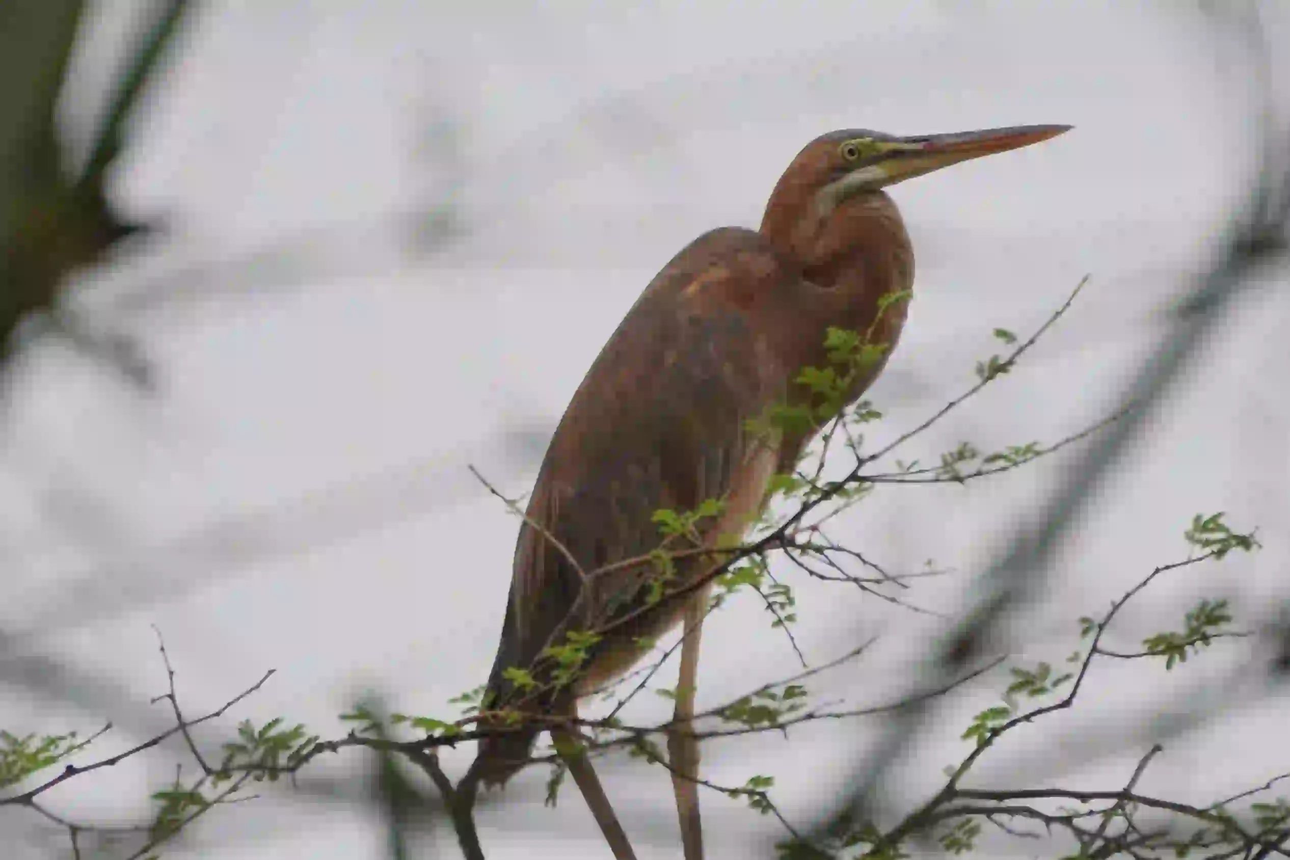 Purple Heron