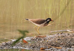 Red-wattled Lapwing (लाल कनठी वाला टिटहरी)