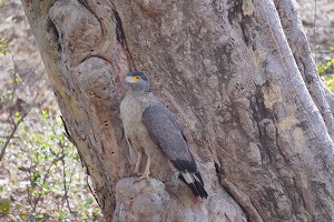 Serpent Eagle (साँप बाज़)