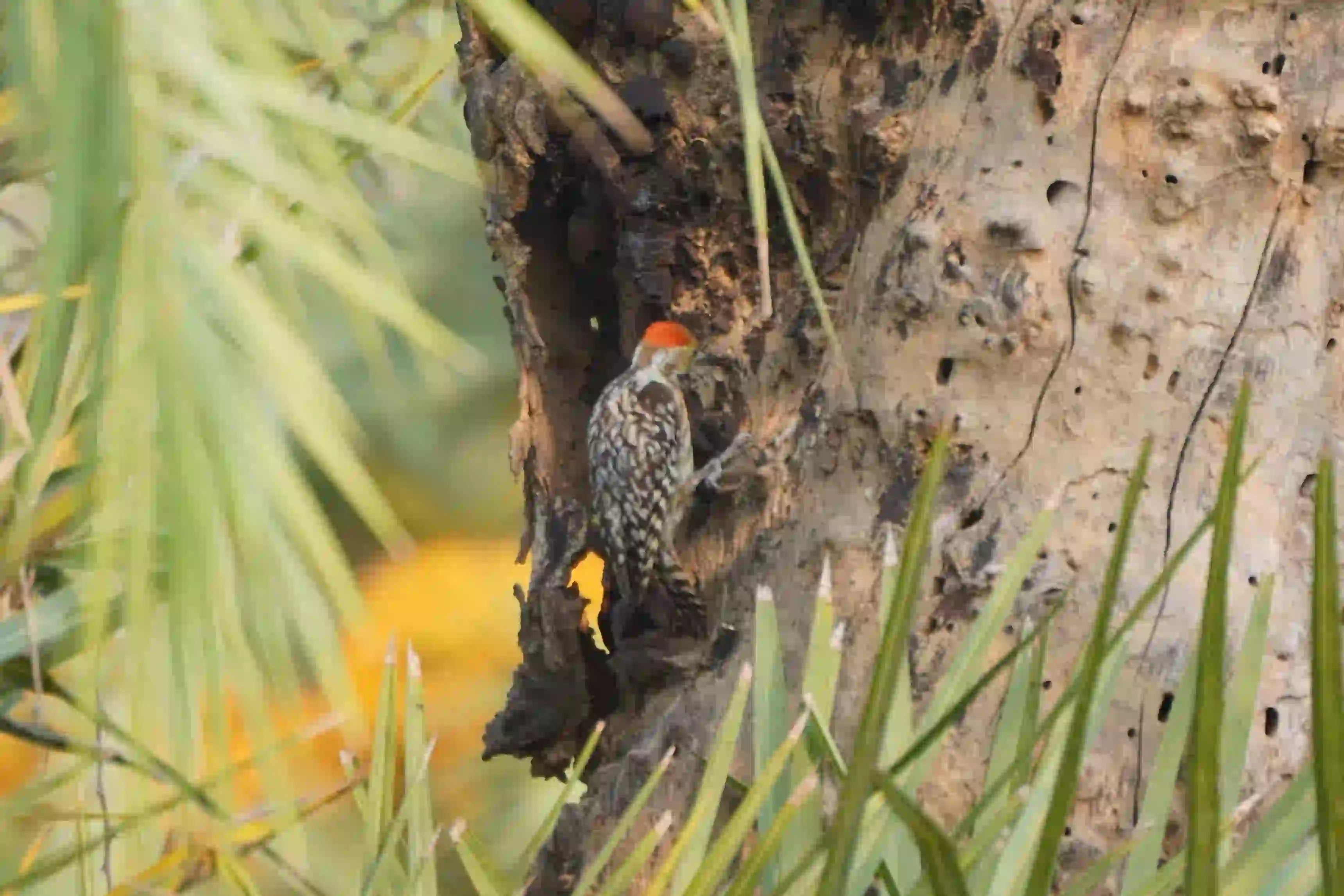 Yellow-crowned Woodpecker