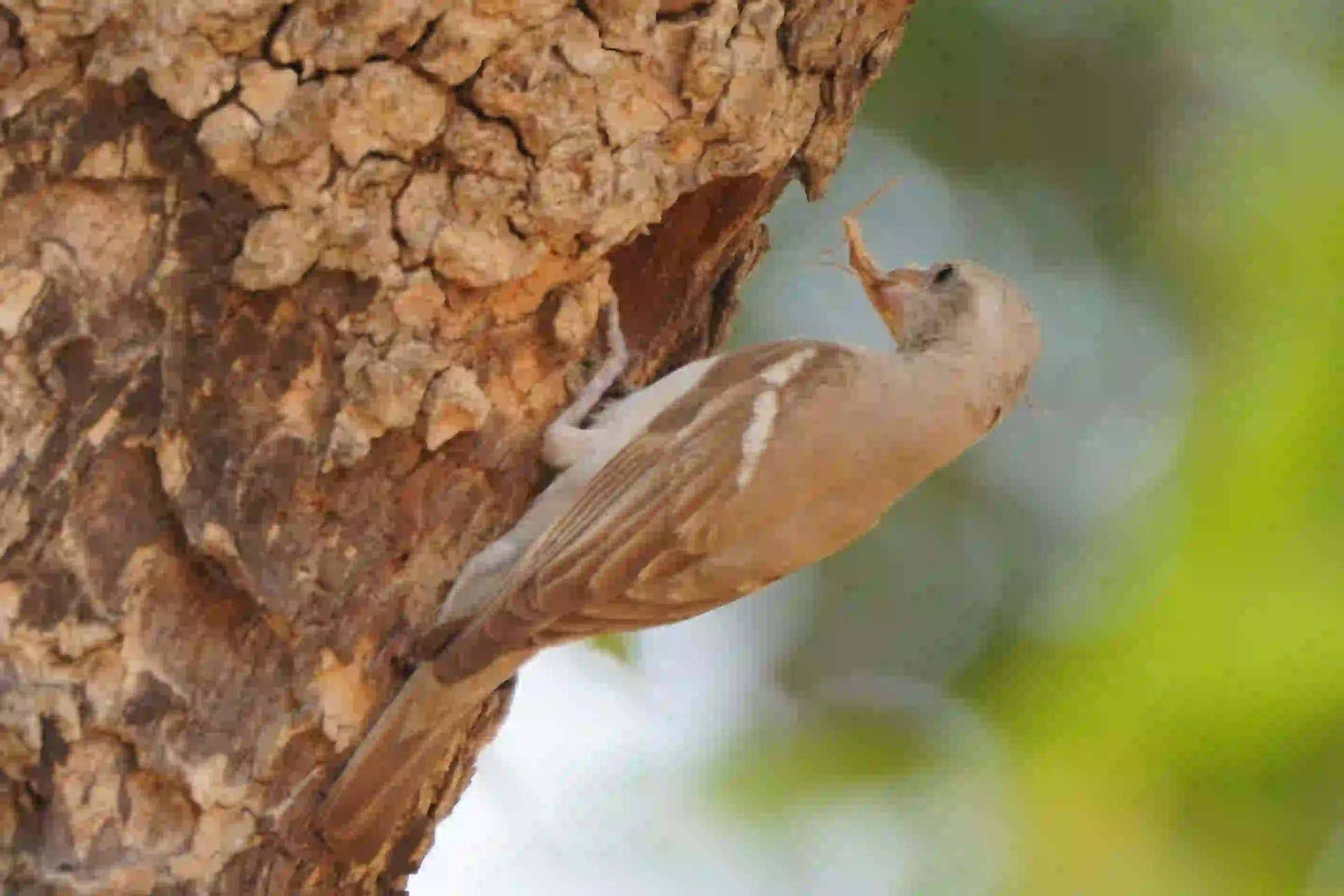 Yellow-throated Sparrow