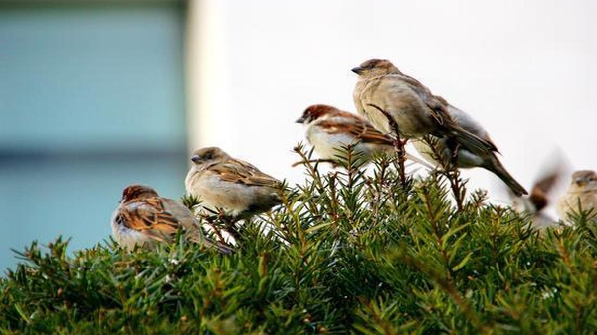 About Bundelkhand Nature Foundation